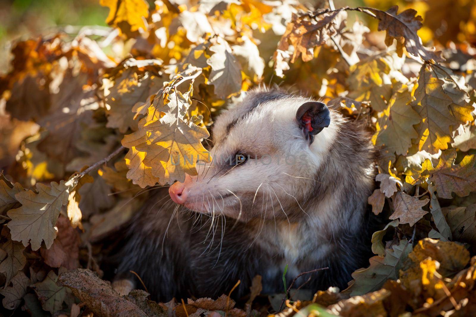 The Virginia opossum, Didelphis virginiana, in autumn park by RosaJay