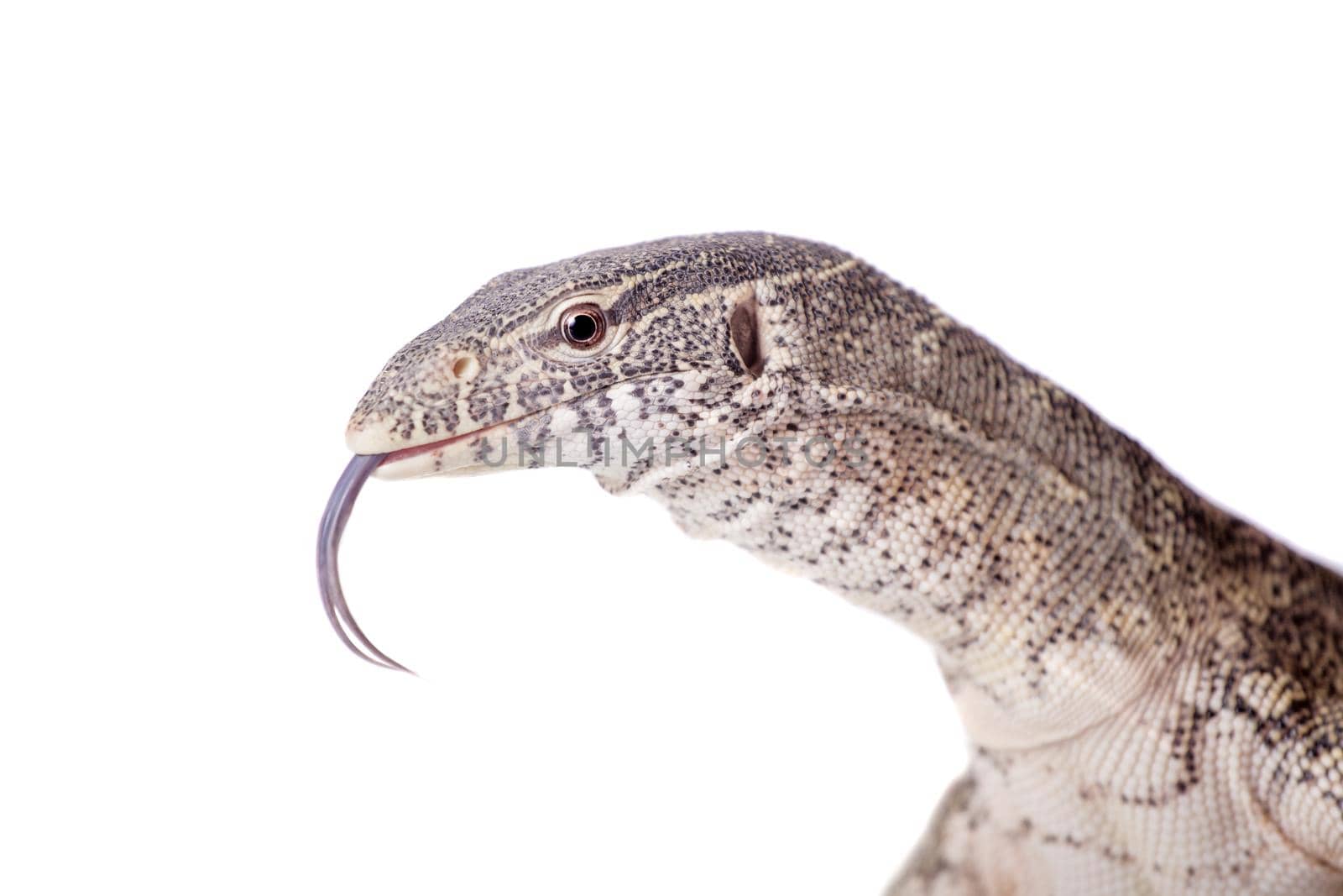 Nile monitor, Varanus niloticus, isolated on white background