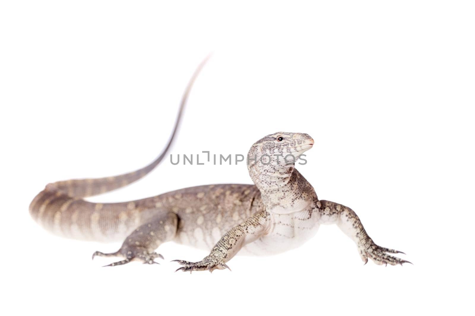 Nile monitor on white background by RosaJay