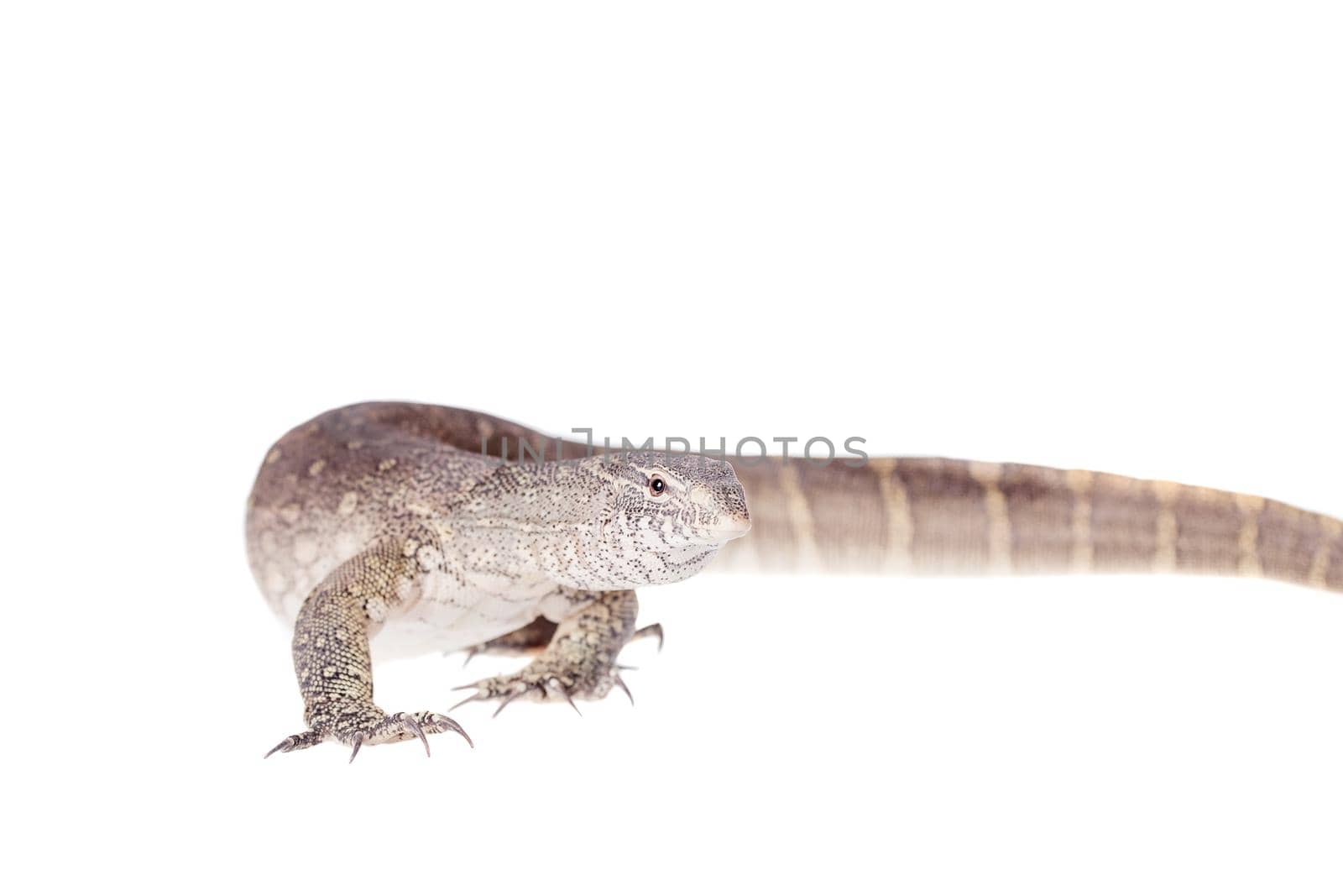 Nile monitor, Varanus niloticus, isolated on white background