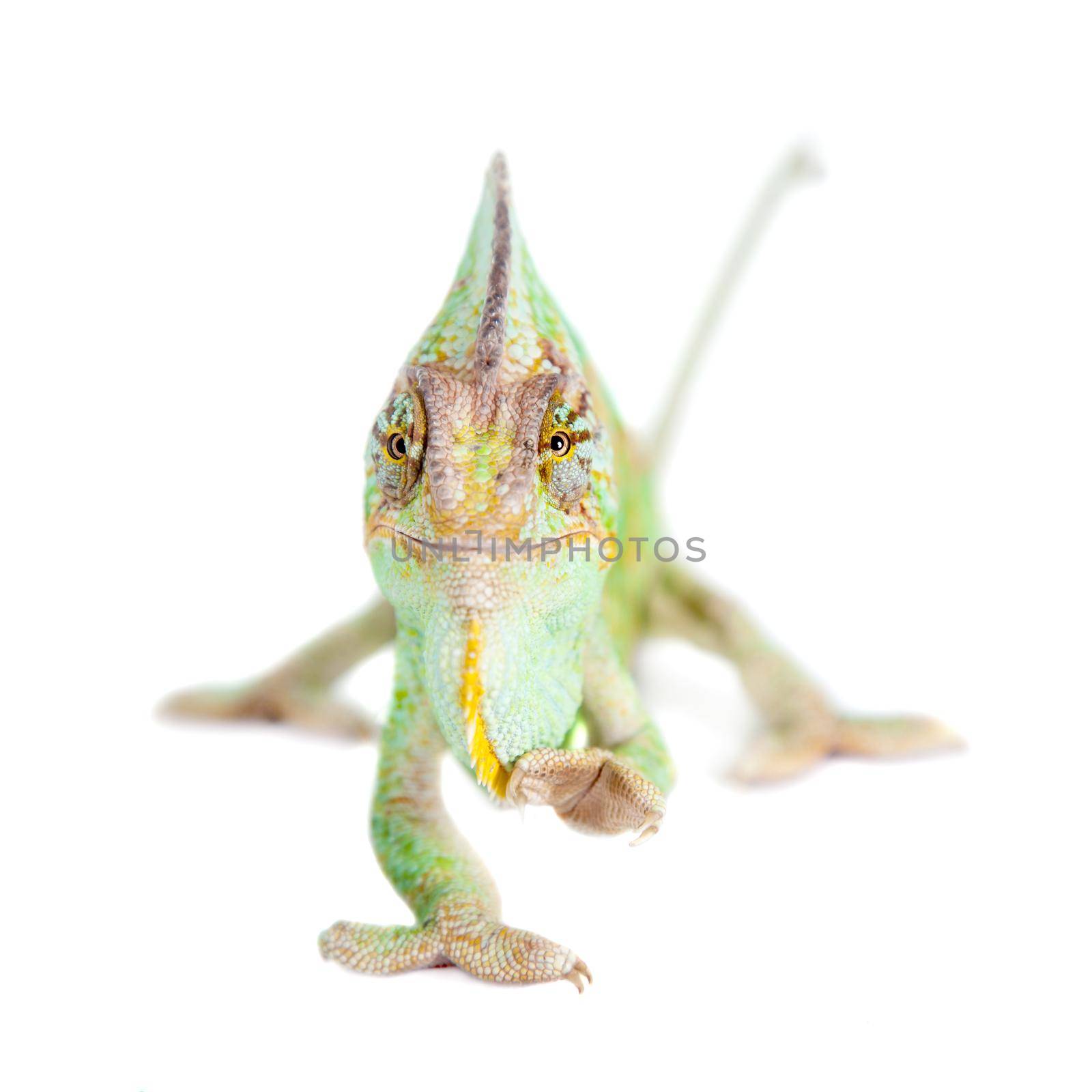 The veiled chameleon, Chamaeleo calyptratus, female isolated on white background