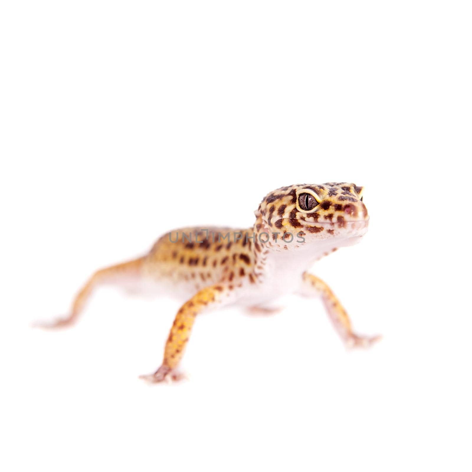 Tangerine Tremper Leopard Gecko on a white background