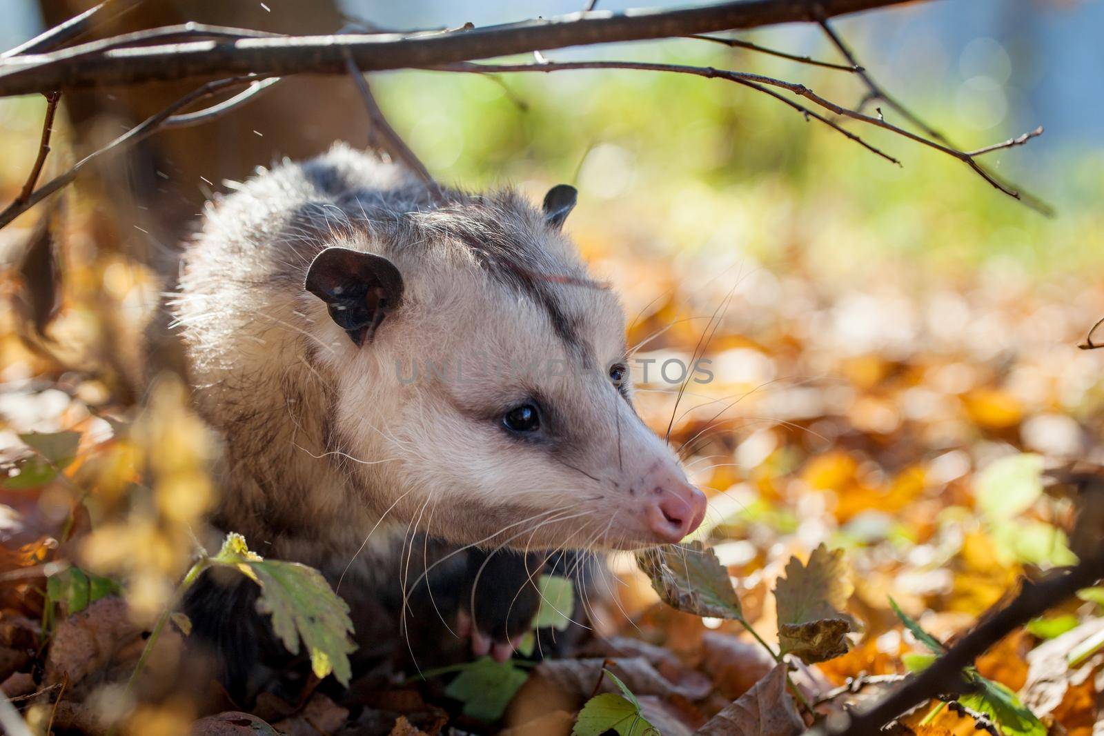 The Virginia or North American opossum, Didelphis virginiana, in autumn park