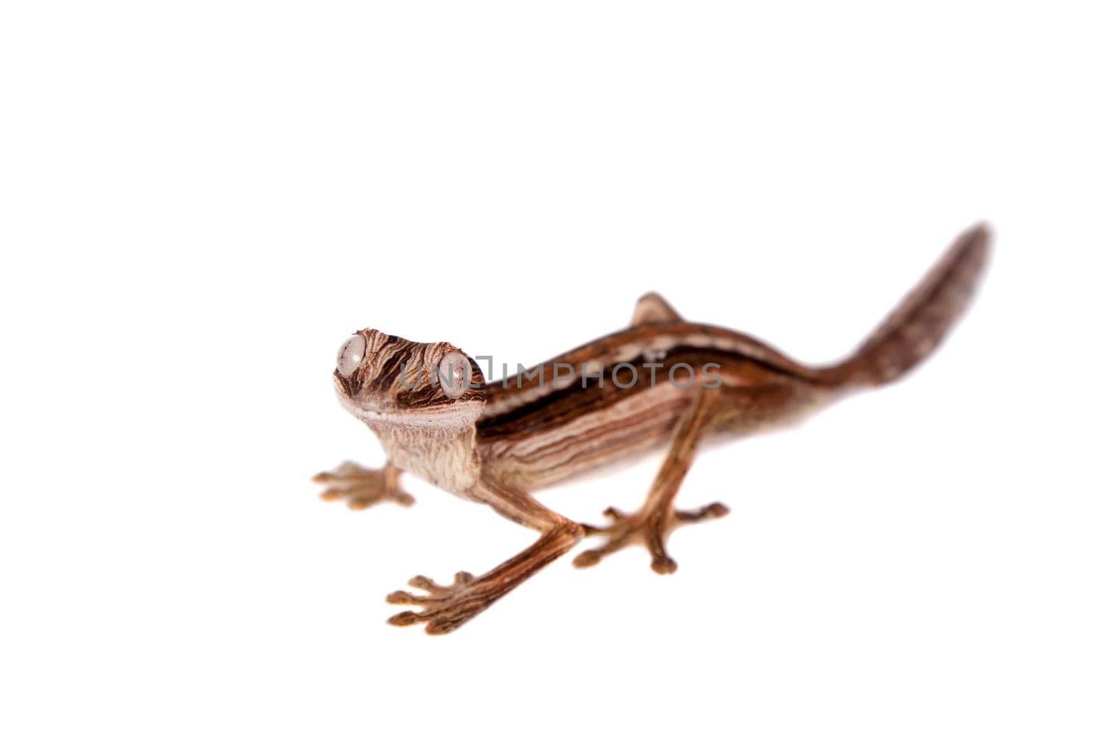 Lined Leaf-tail Gecko, Uroplatus lineatus on white by RosaJay