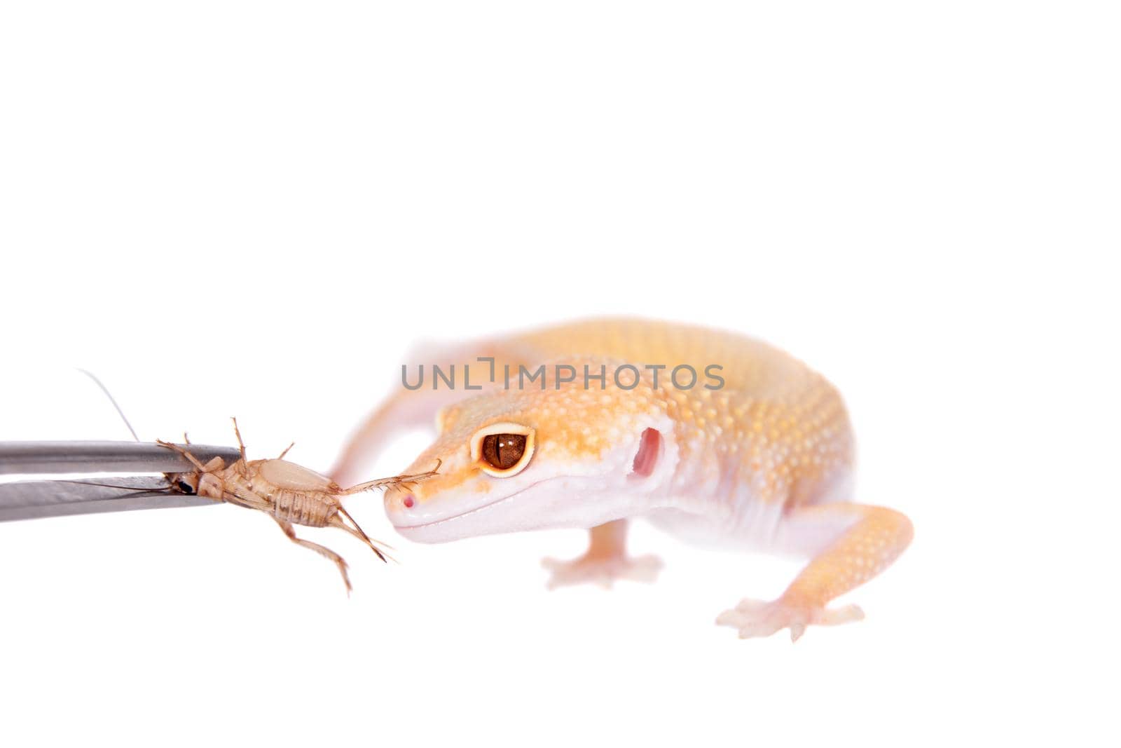 Albino Leopard Gecko, Eublepharis macularius, on a white background