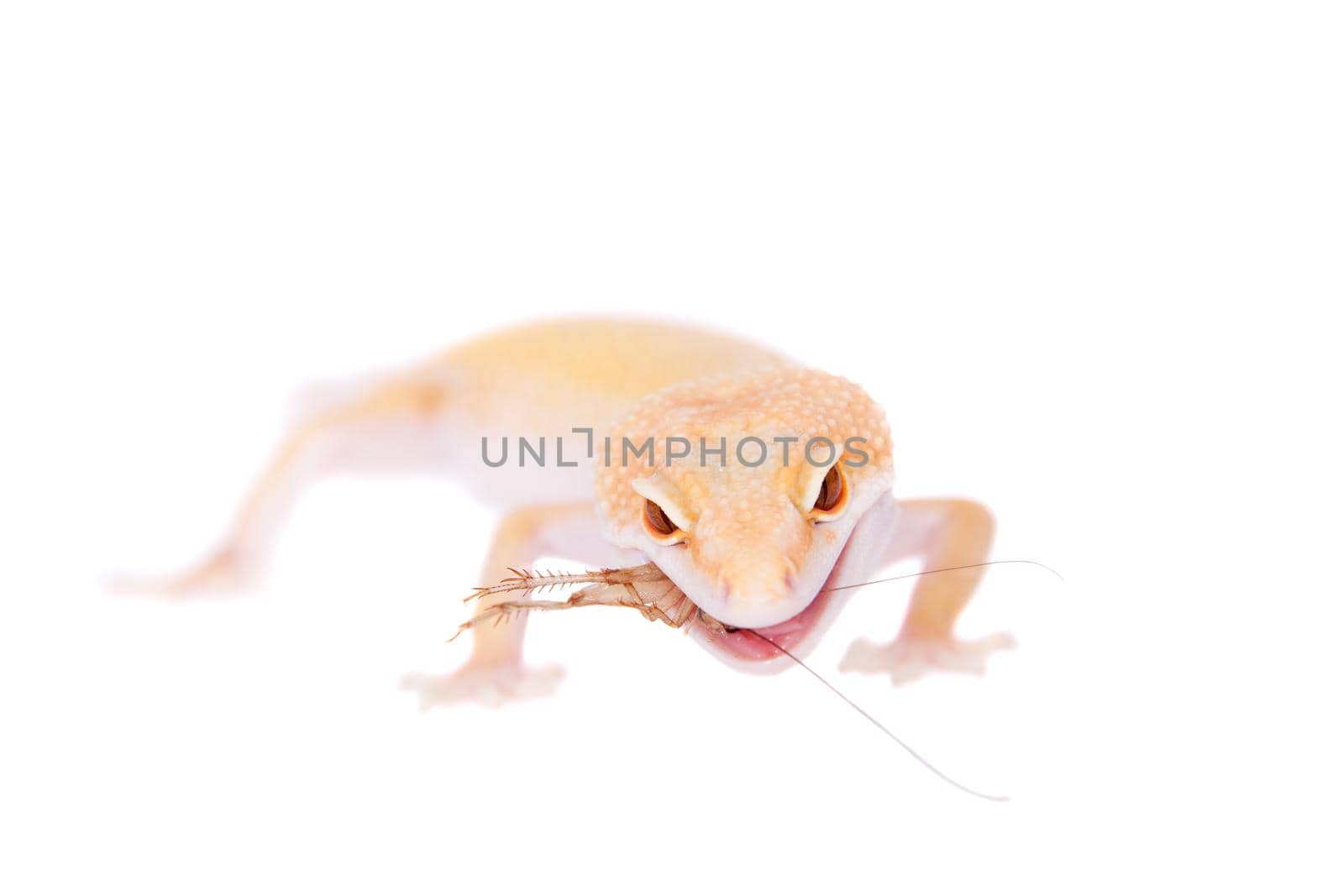 Albino Leopard Gecko, Eublepharis macularius, on a white background