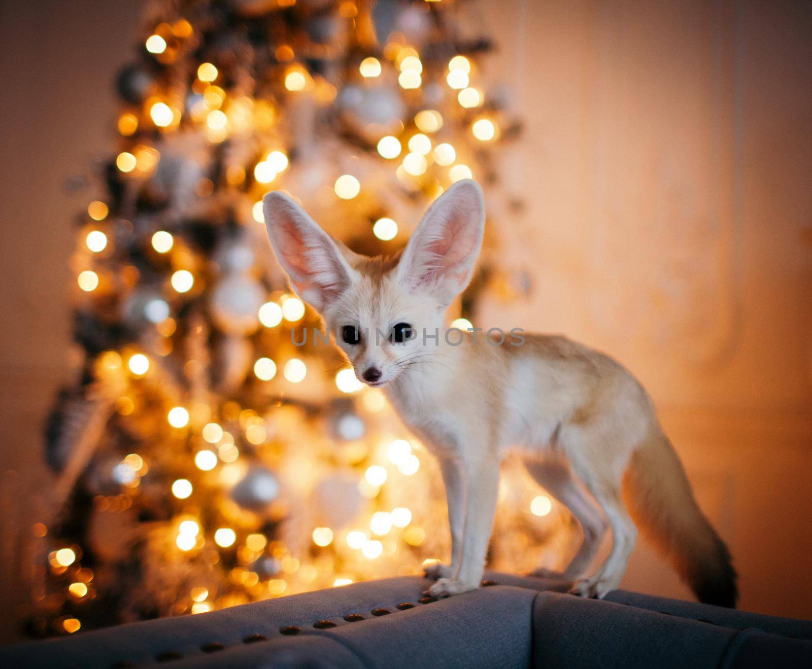 Pretty Fennec fox cub on brown backgorund with flowers