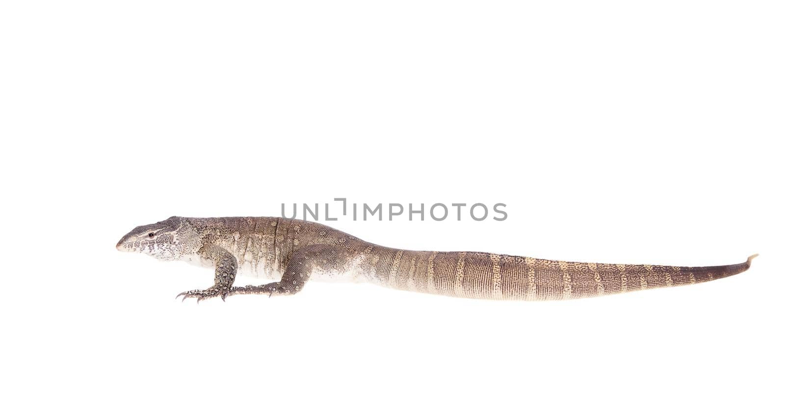 Nile monitor, Varanus niloticus, isolated on white background