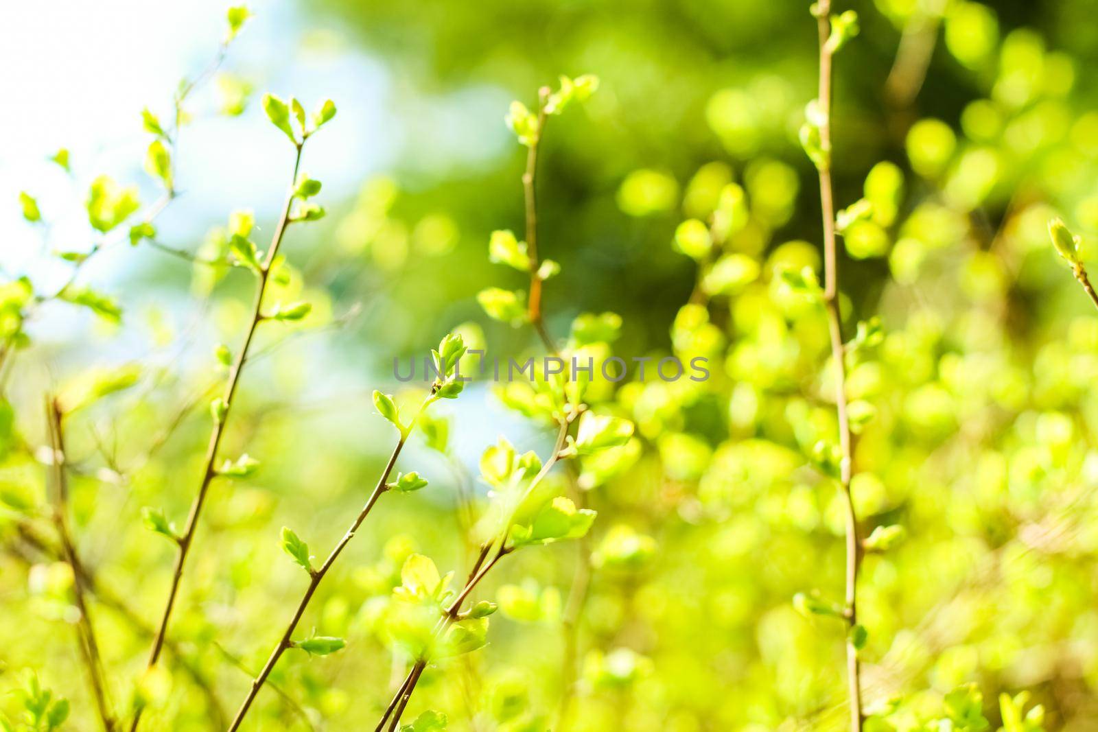 Green leaves in springtime, nature background by Anneleven