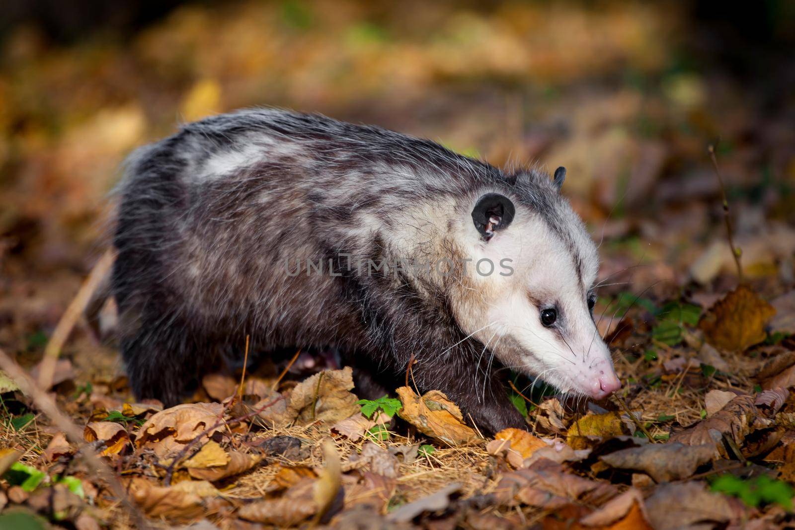 The Virginia opossum, Didelphis virginiana, in autumn park by RosaJay