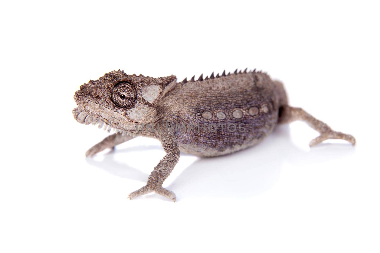 The Namaqua dwarf chameleon or Bradypodion occidentale on white by RosaJay