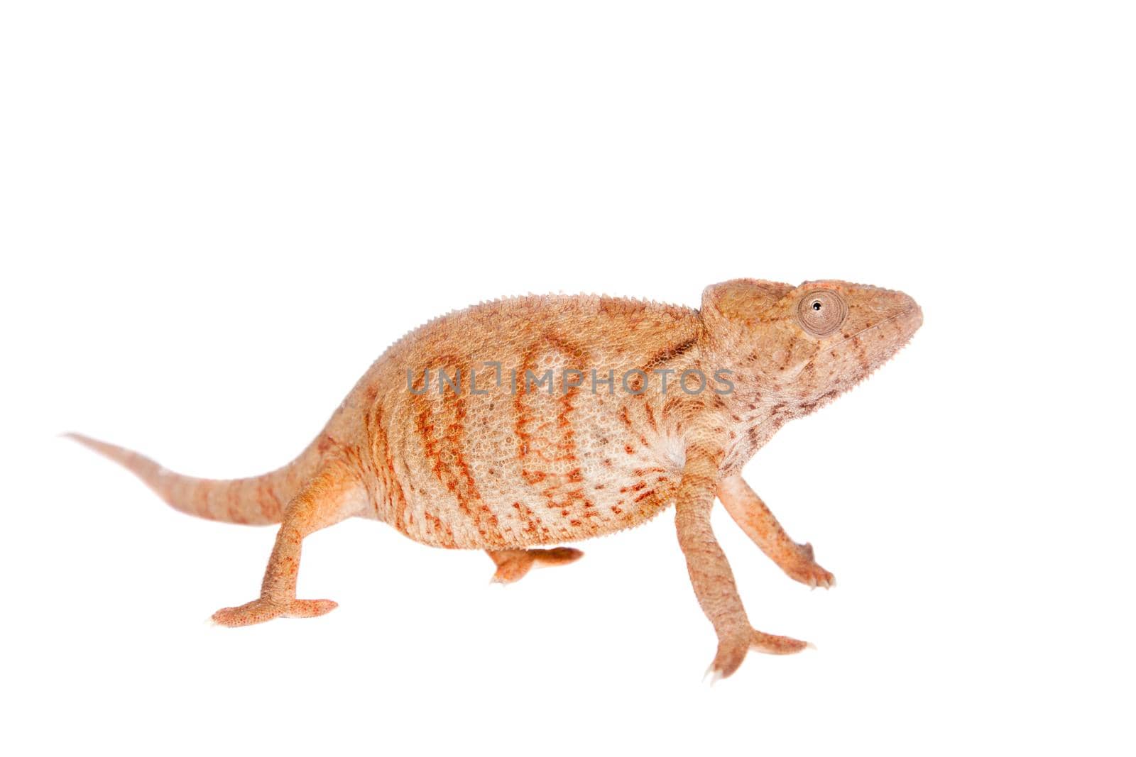 The Oustalet's or Malagasy giant chameleon, Furcifer oustaleti, female isolated on white