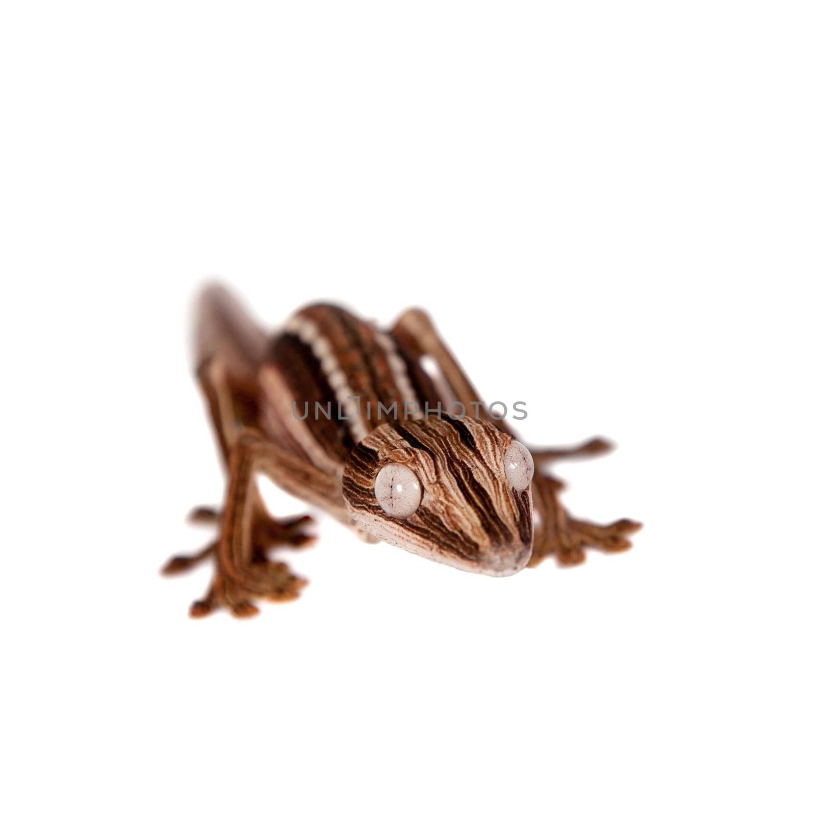 Lined Leaf-tail Gecko, Uroplatus lineatus isolated on white background.