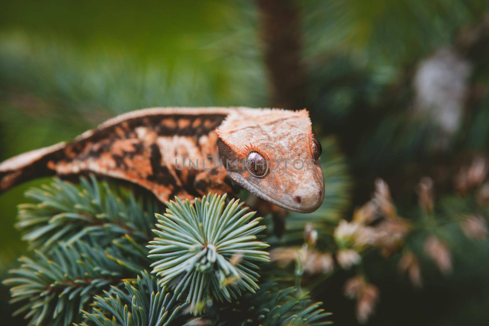 New Caledonian crested gecko, Rhacodactylus ciliatus, on tree