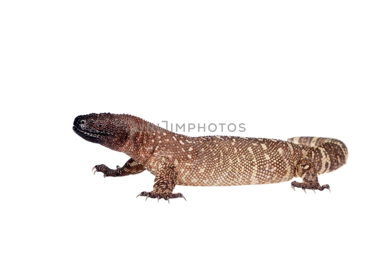 Venomous Beaded lizard, Heloderma horridum, isolated on white background