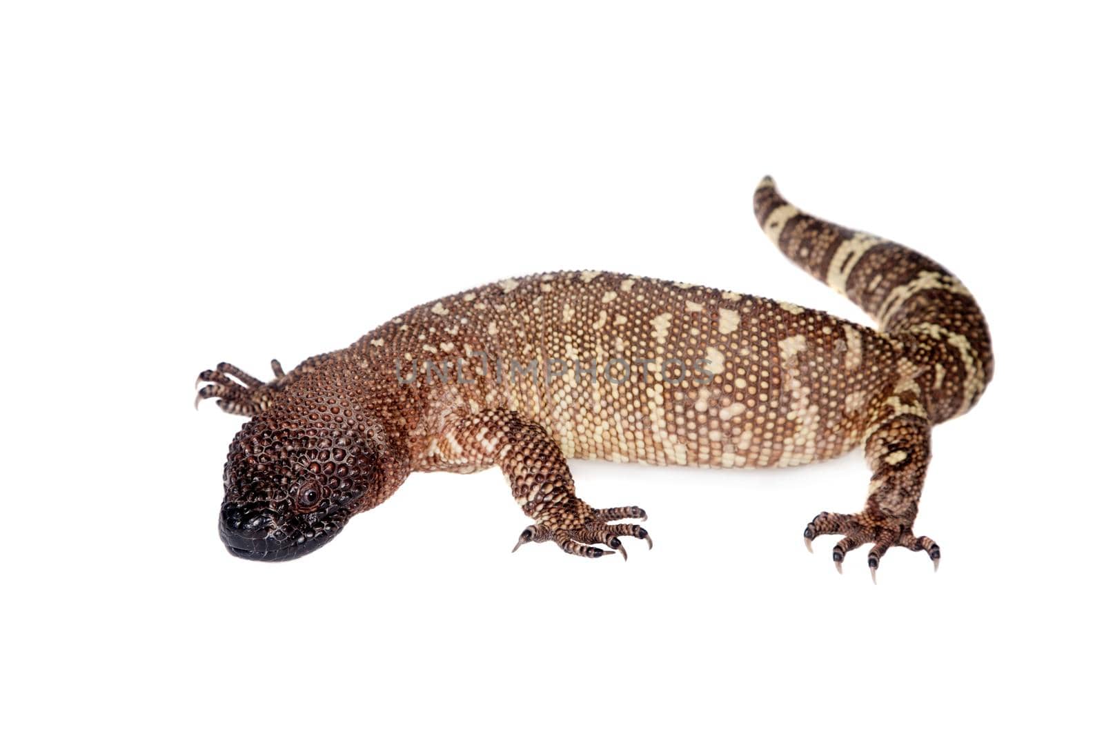 Venomous Beaded lizard, Heloderma horridum, isolated on white background