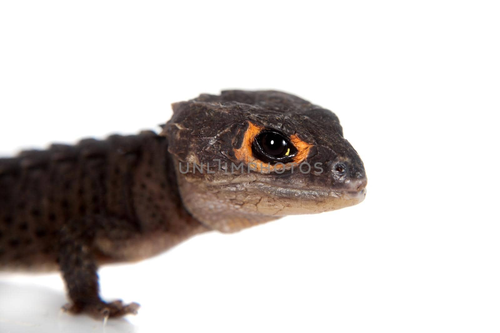 Red-eyed crocodile skinks, tribolonotus gracilis, on white by RosaJay