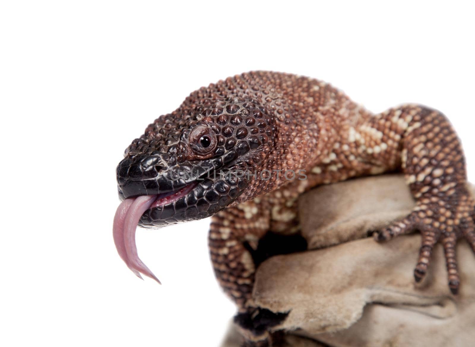 Venomous Beaded lizard, Heloderma horridum, isolated on white background