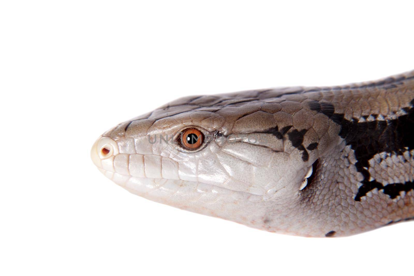 Indonesian Blue-tongued Skink, Tiliqua gigas, isolated on white background.