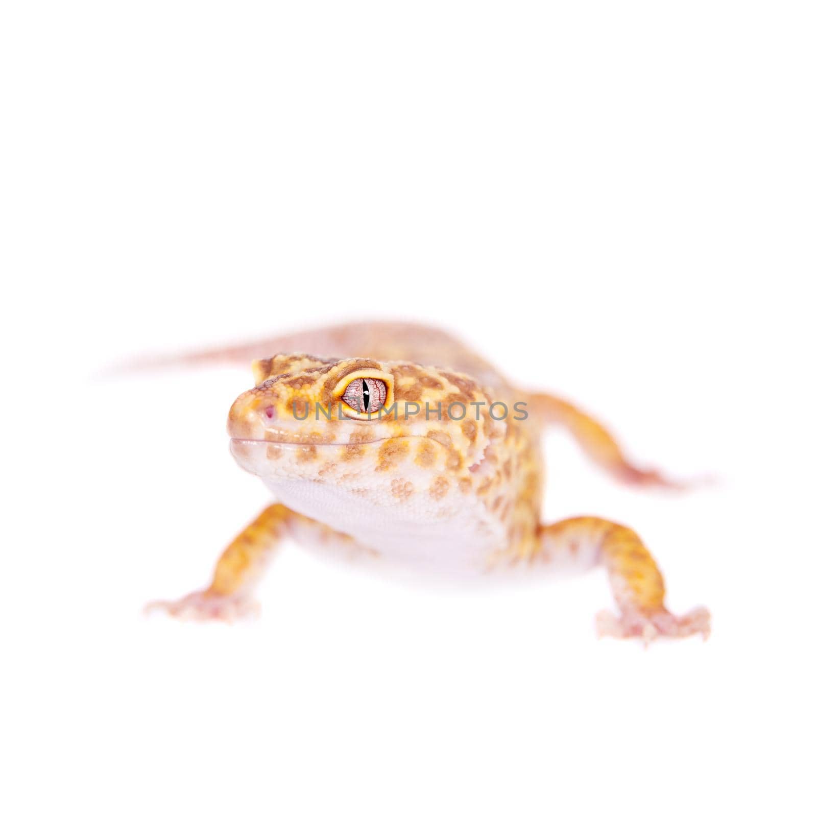 Tangerine Tremper Leopard Gecko on a white background