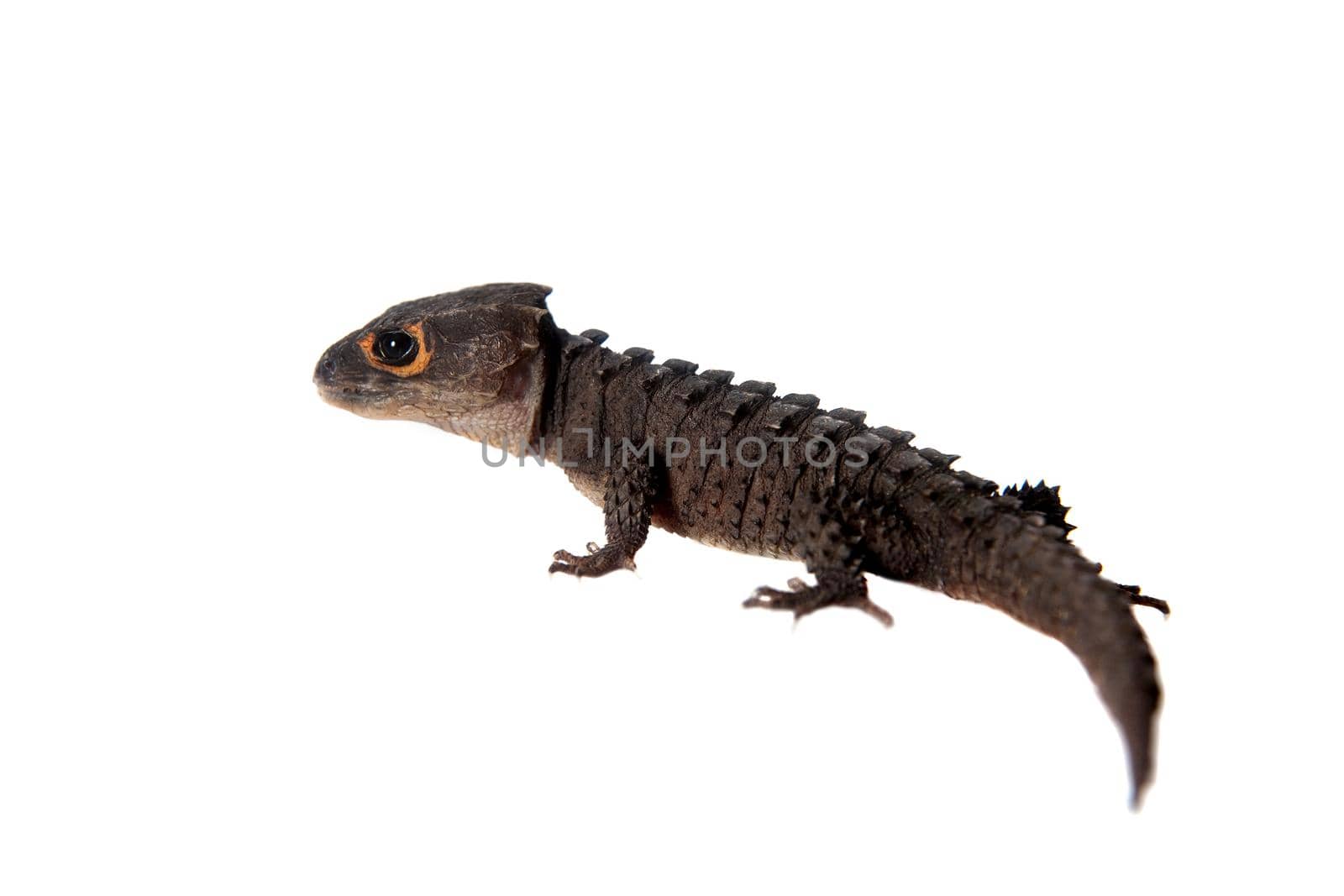 Red-eyed crocodile skinks, tribolonotus gracilis, on white by RosaJay