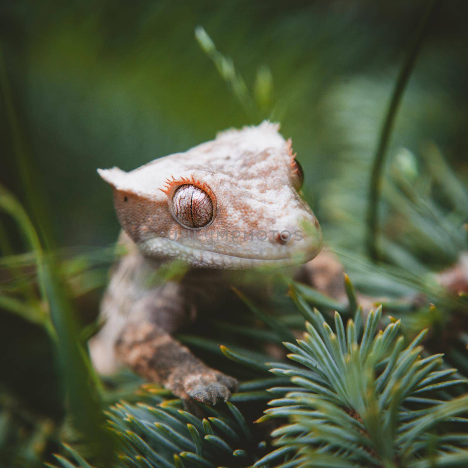 New Caledonian crested gecko sitting on tree by RosaJay