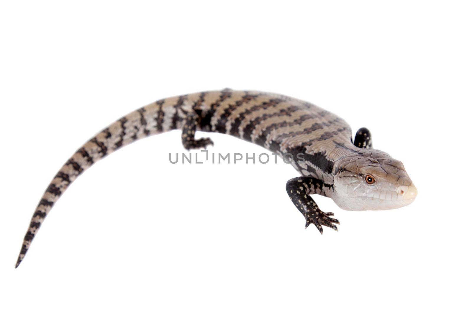 Indonesian Blue-tongued Skink on white by RosaJay