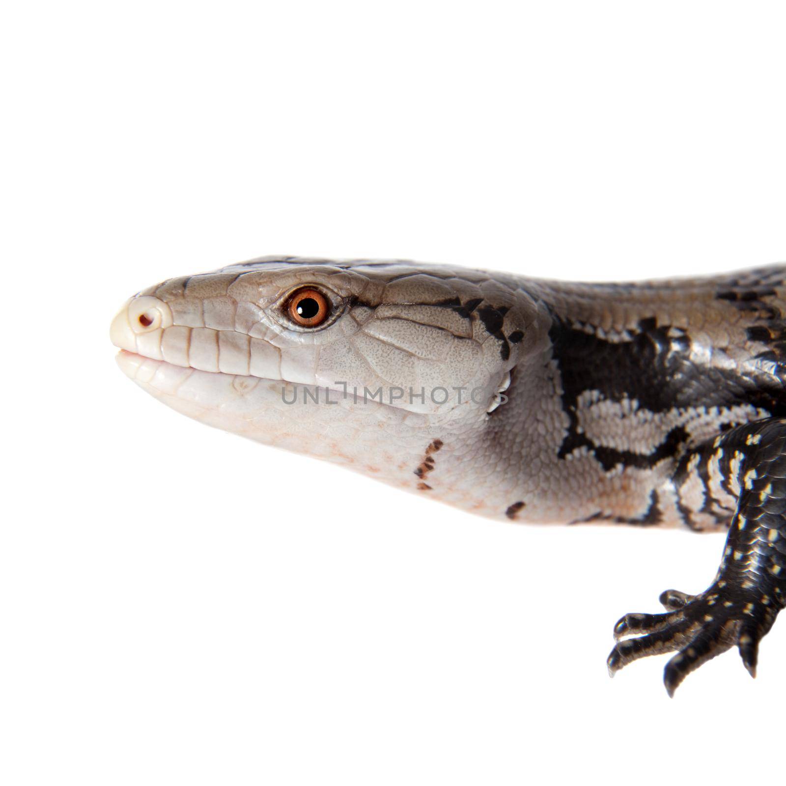 Indonesian Blue-tongued Skink, Tiliqua gigas, isolated on white background.