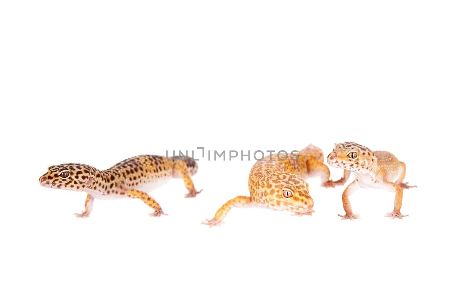 Tangerine Tremper Leopard Gecko on a white background