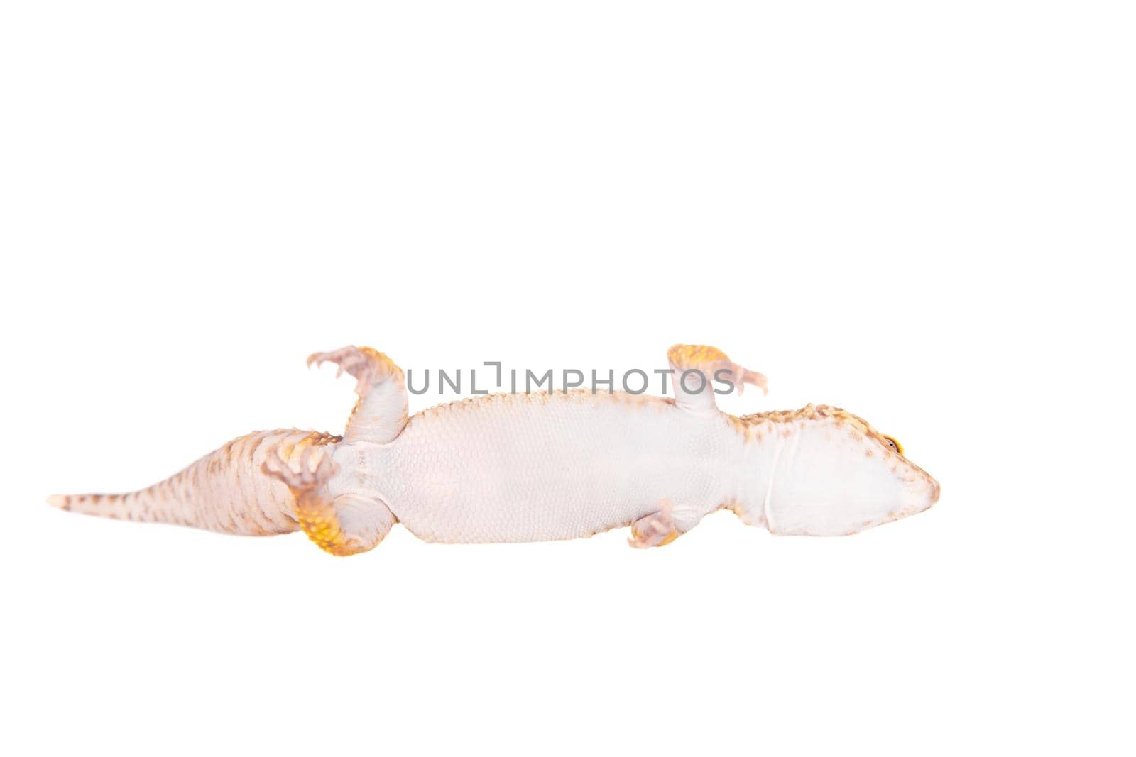 Tangerine Tremper Leopard Gecko on a white background