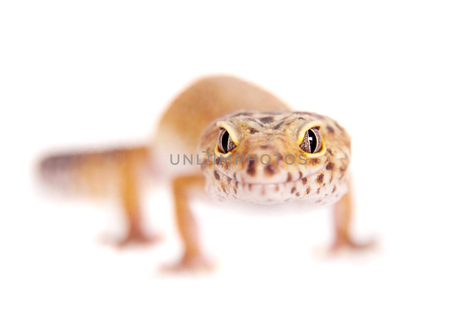 Tangerine Tremper Leopard Gecko on a white background