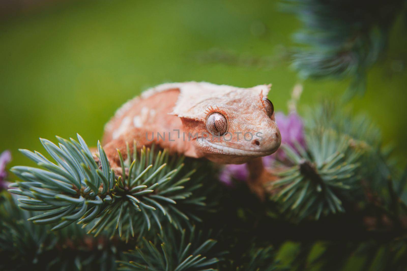 New Caledonian crested gecko on tree with flowers by RosaJay