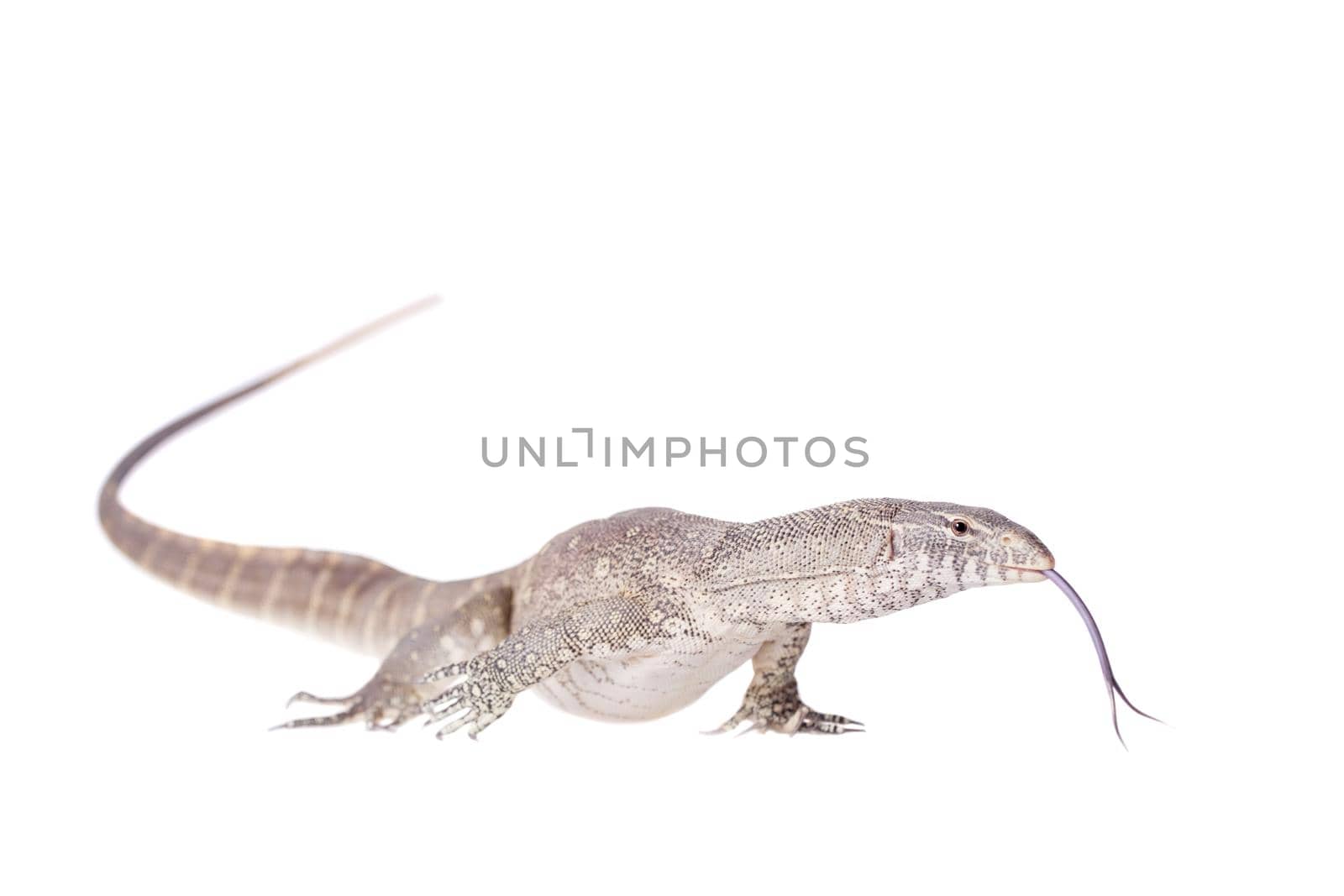 Nile monitor, Varanus niloticus, isolated on white background