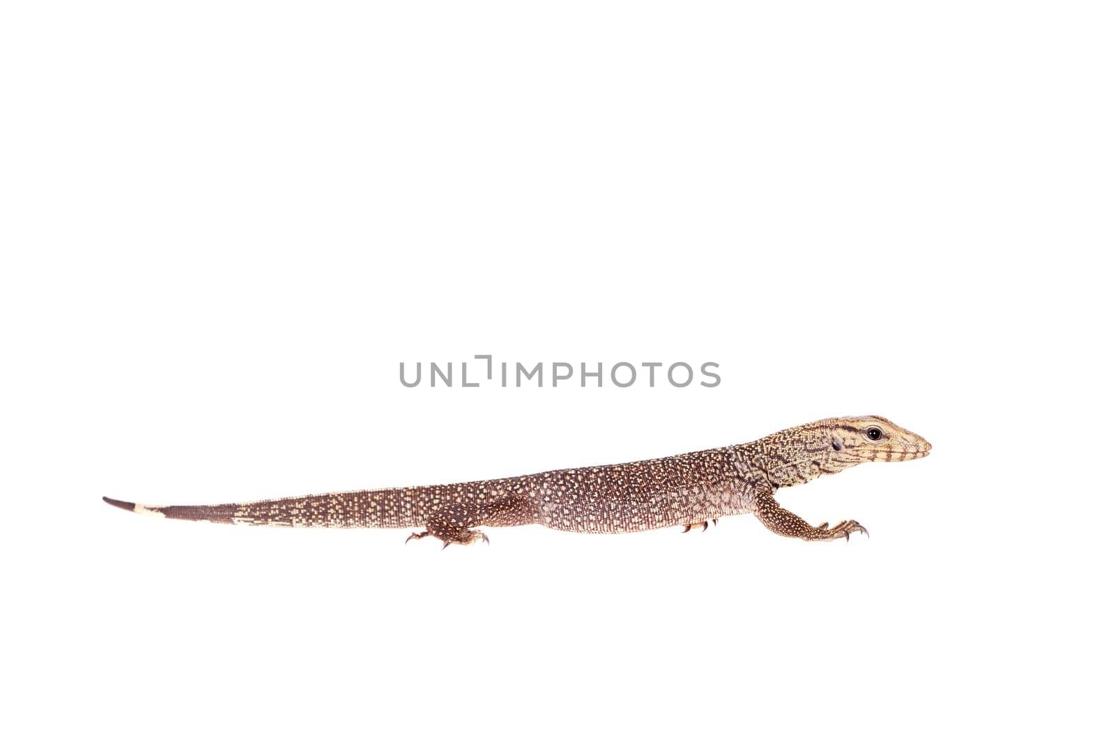 Clouded Monitor, Varanus nebulosus, on white by RosaJay