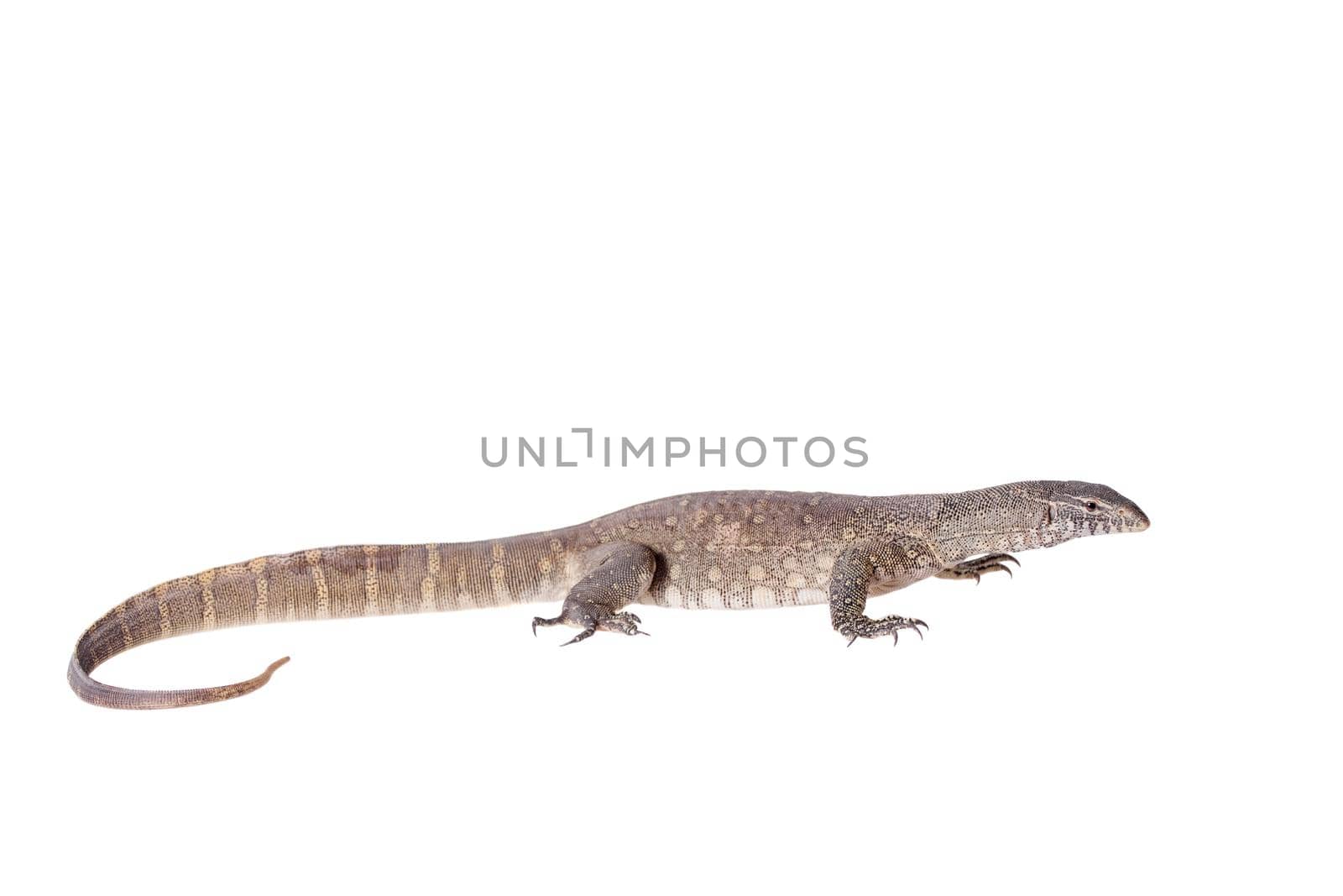 Nile monitor on white background by RosaJay