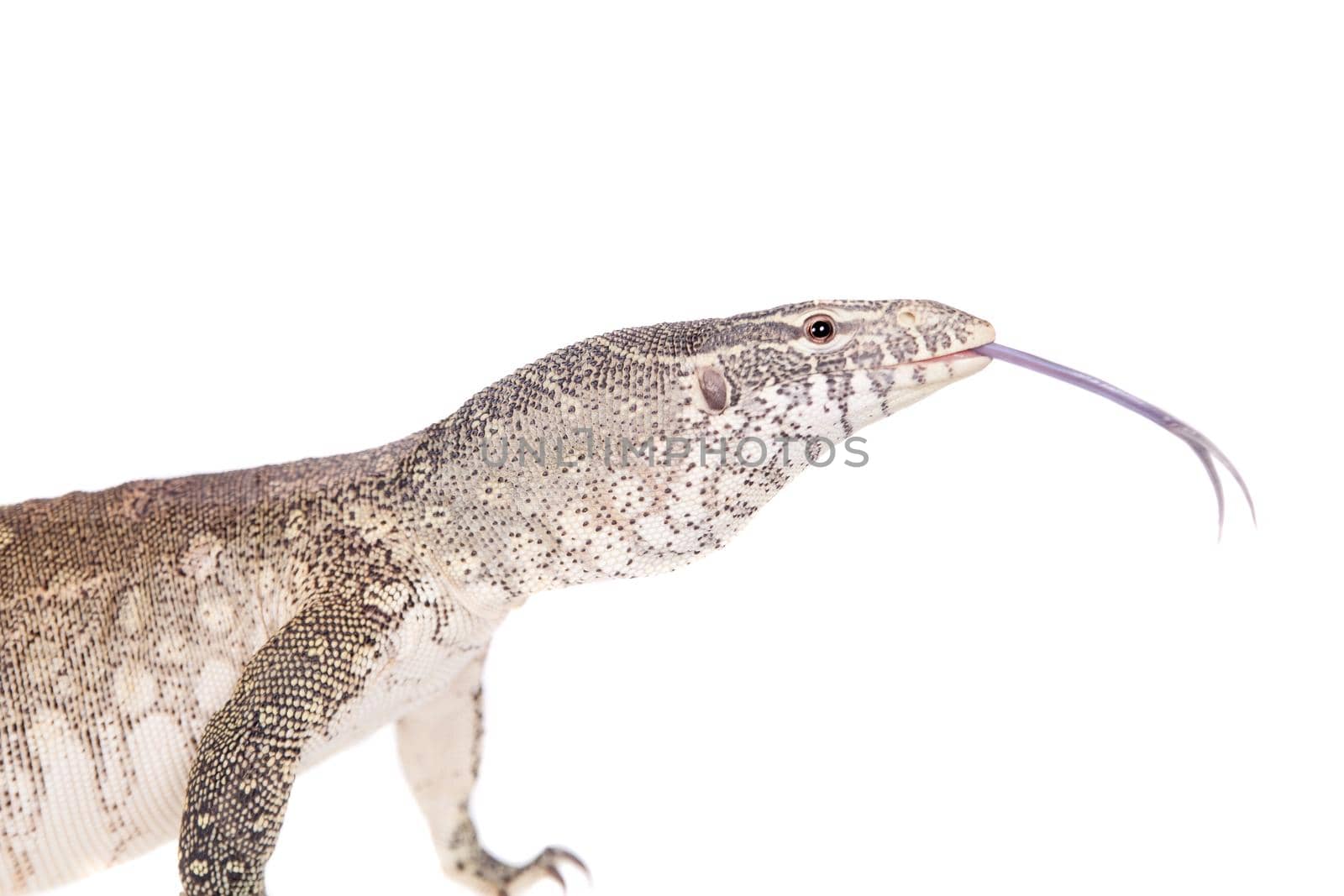 Nile monitor, Varanus niloticus, isolated on white background