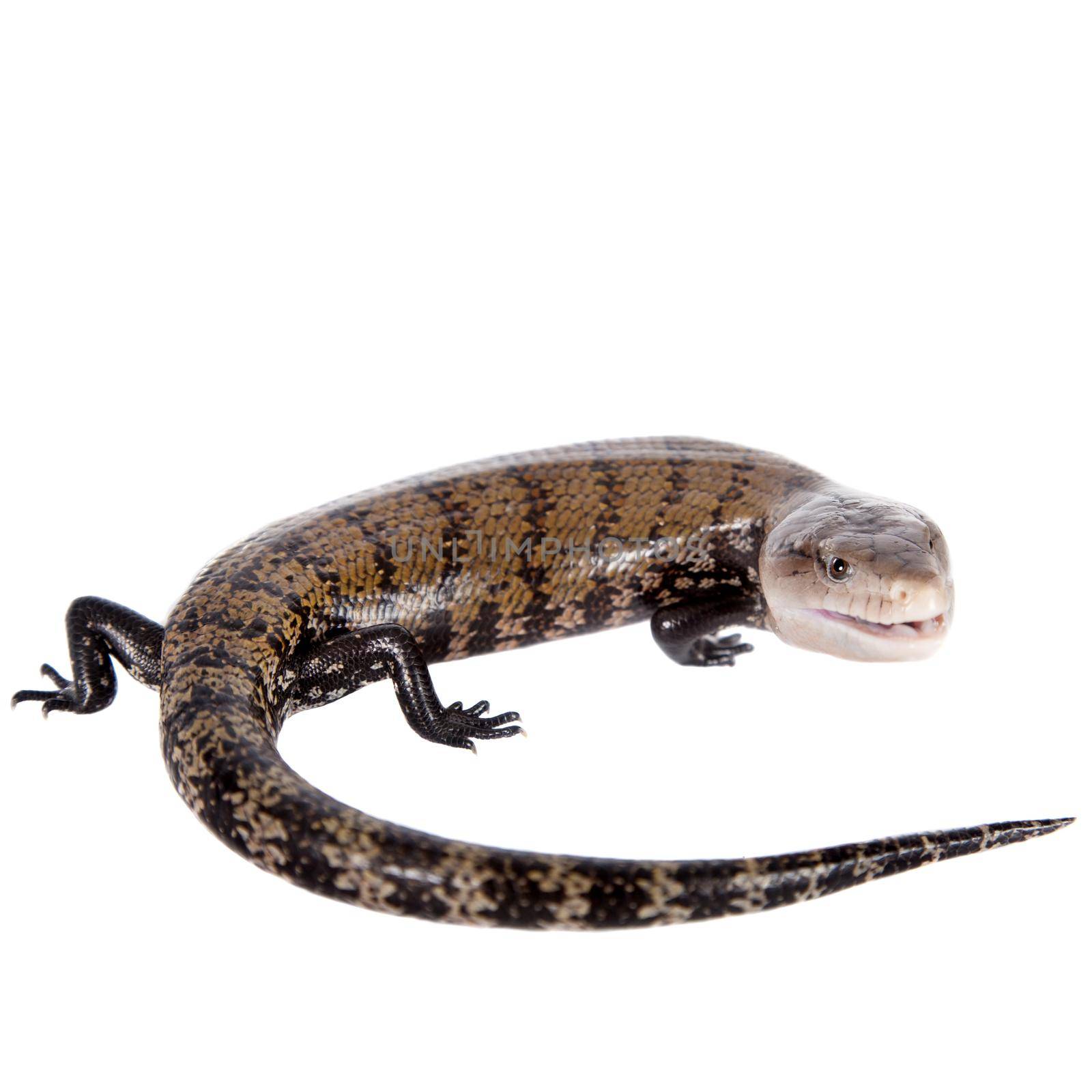 Eastern Blue-tongued Skink, Tiliqua scincoides, isolated on white background.