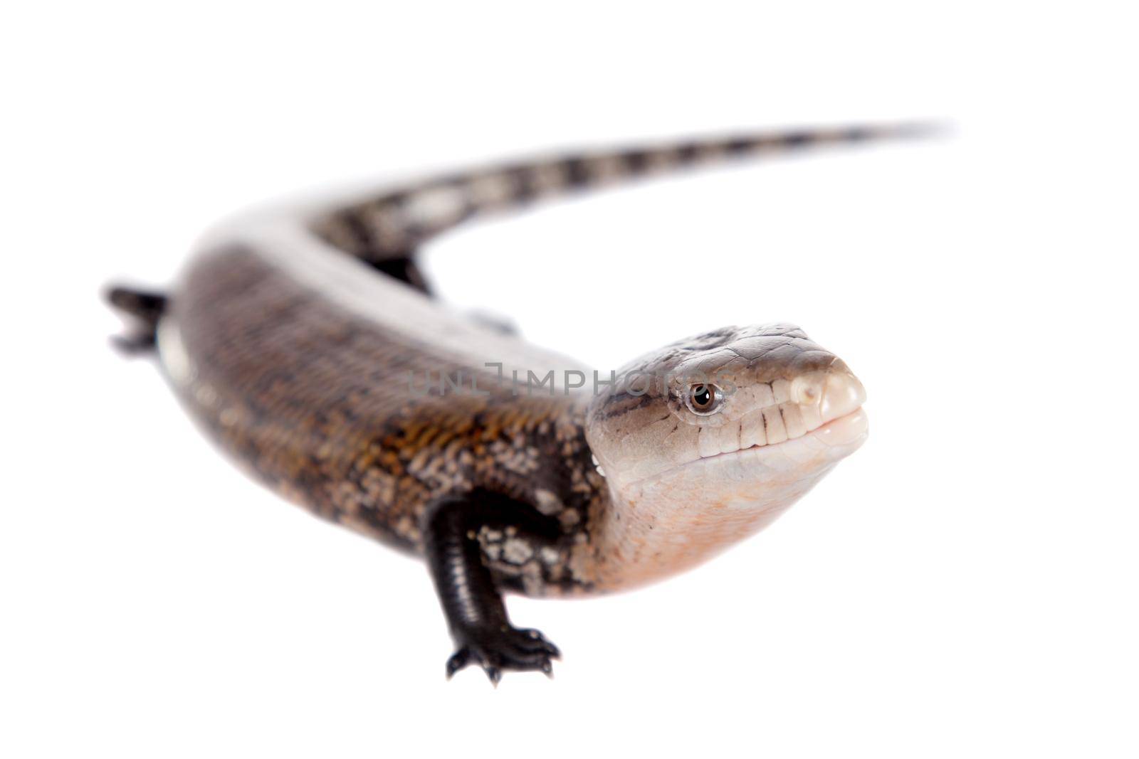 Eastern Blue-tongued Skink, Tiliqua scincoides, isolated on white background.