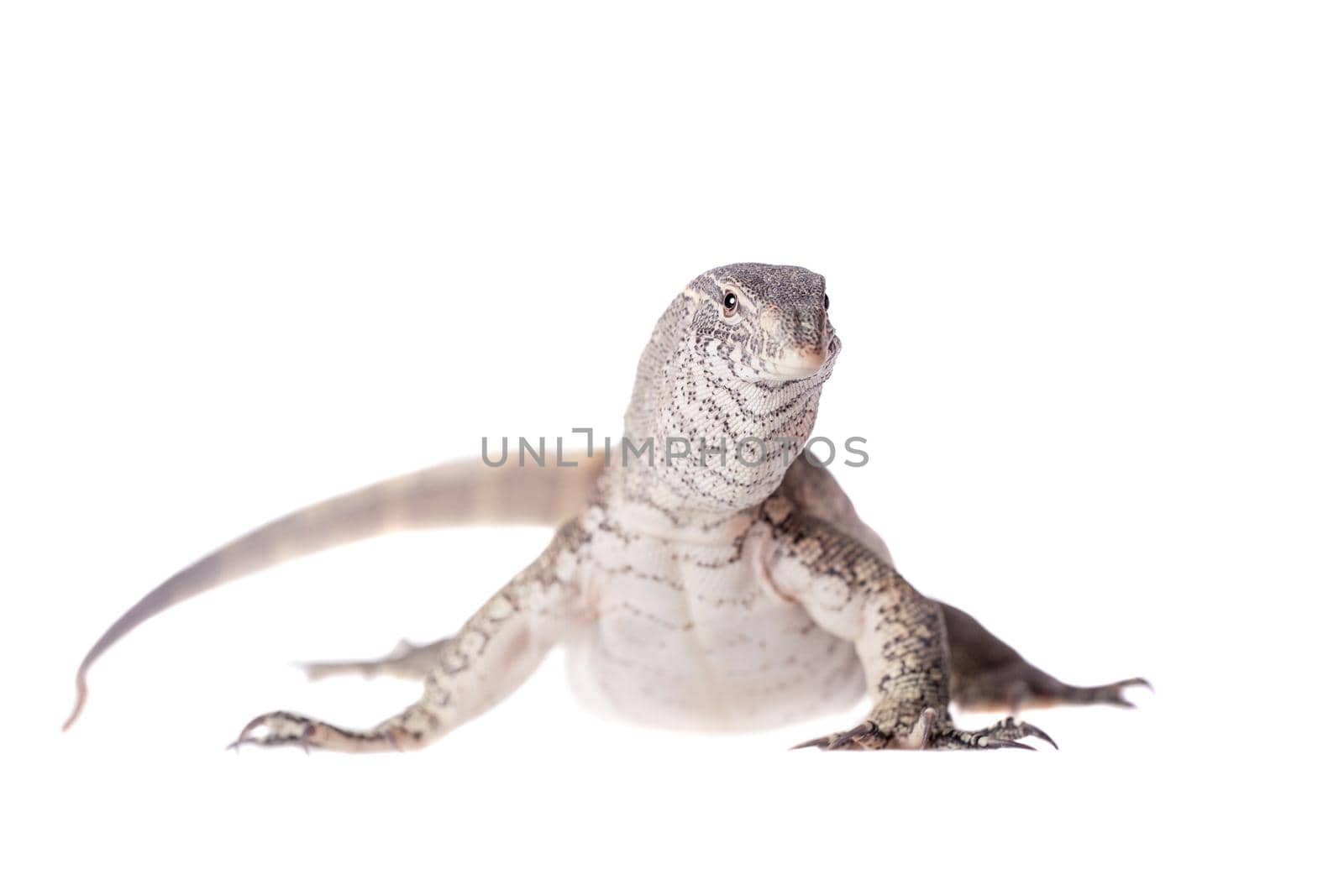 Nile monitor, Varanus niloticus, isolated on white background