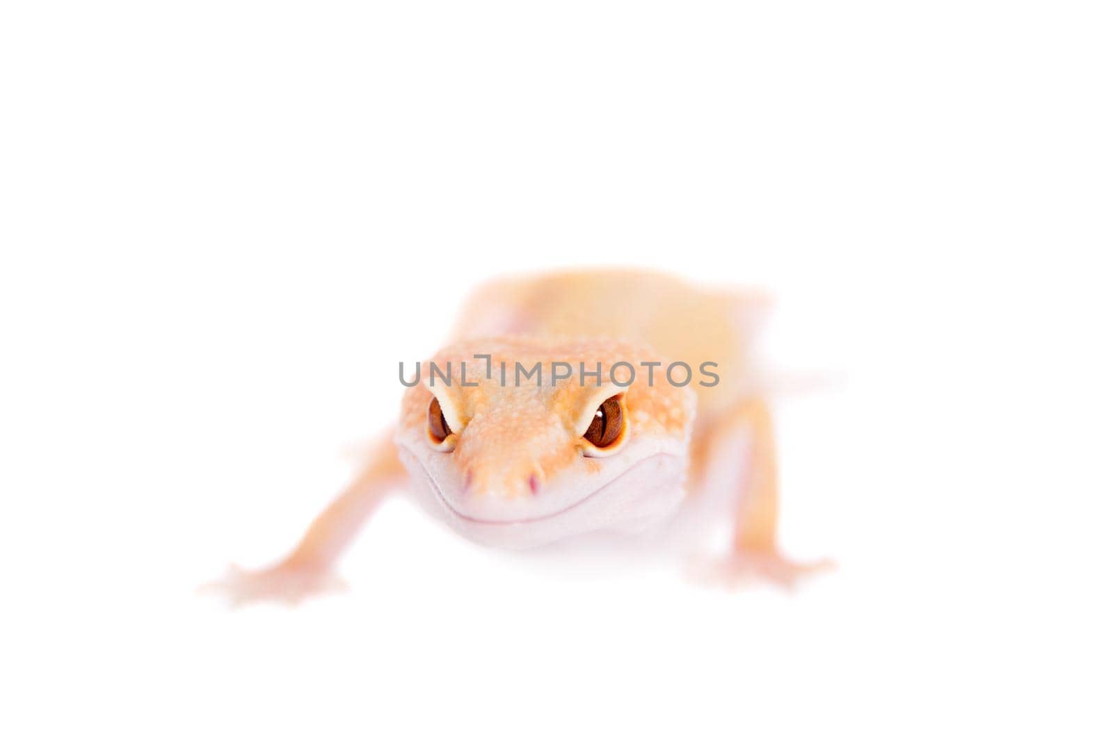 Albino Leopard Gecko on a white background by RosaJay