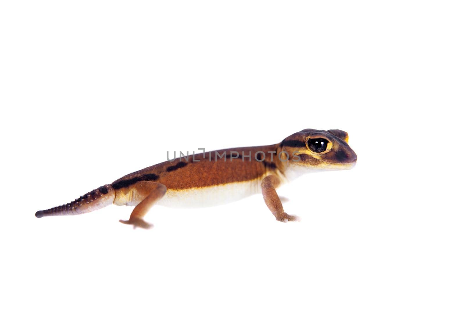 Pale Knob-tailed Gecko, on white by RosaJay