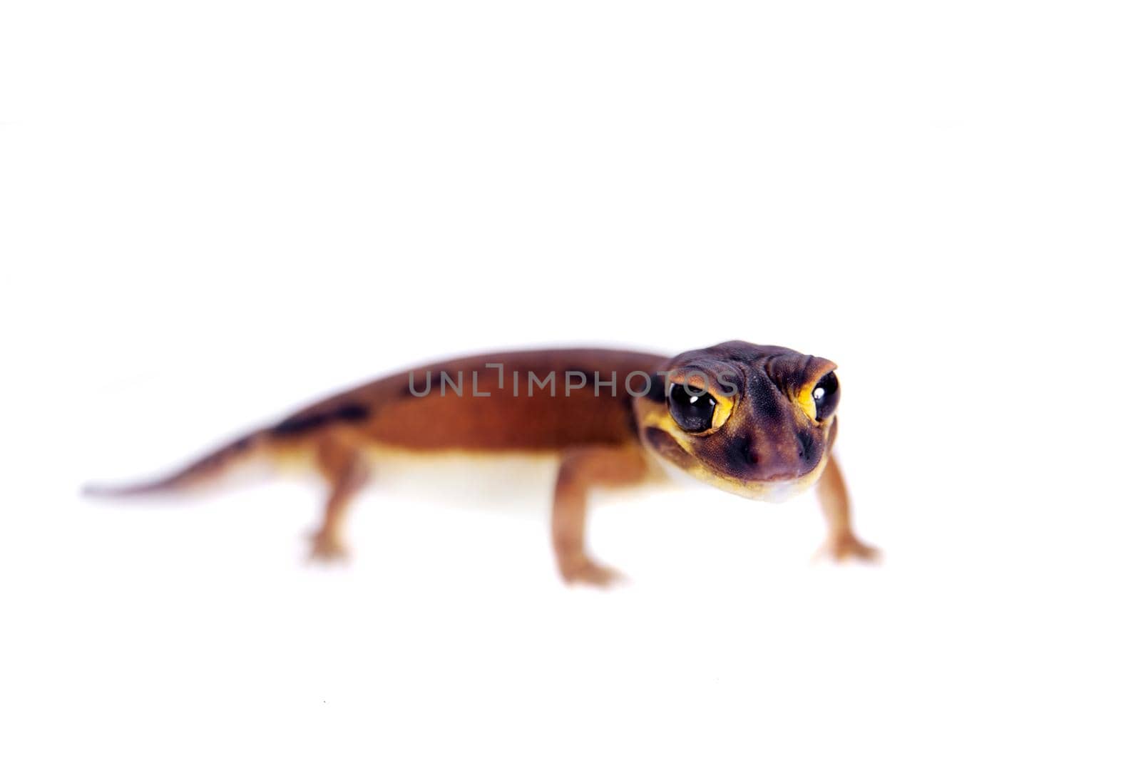 Pale Knob-tailed Gecko, on white by RosaJay