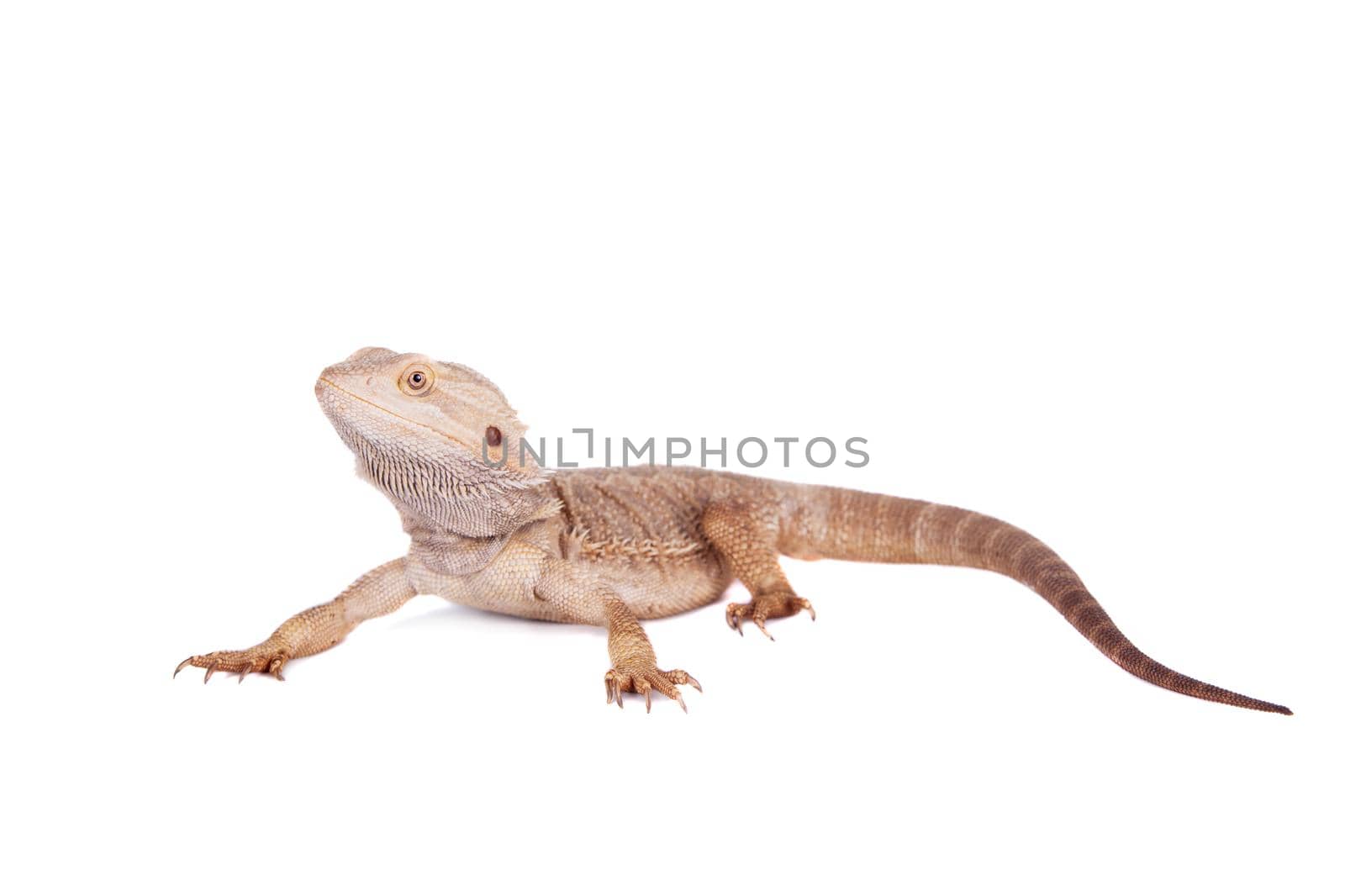 Central Bearded Dragon, Pogona vitticeps, isolated on white background