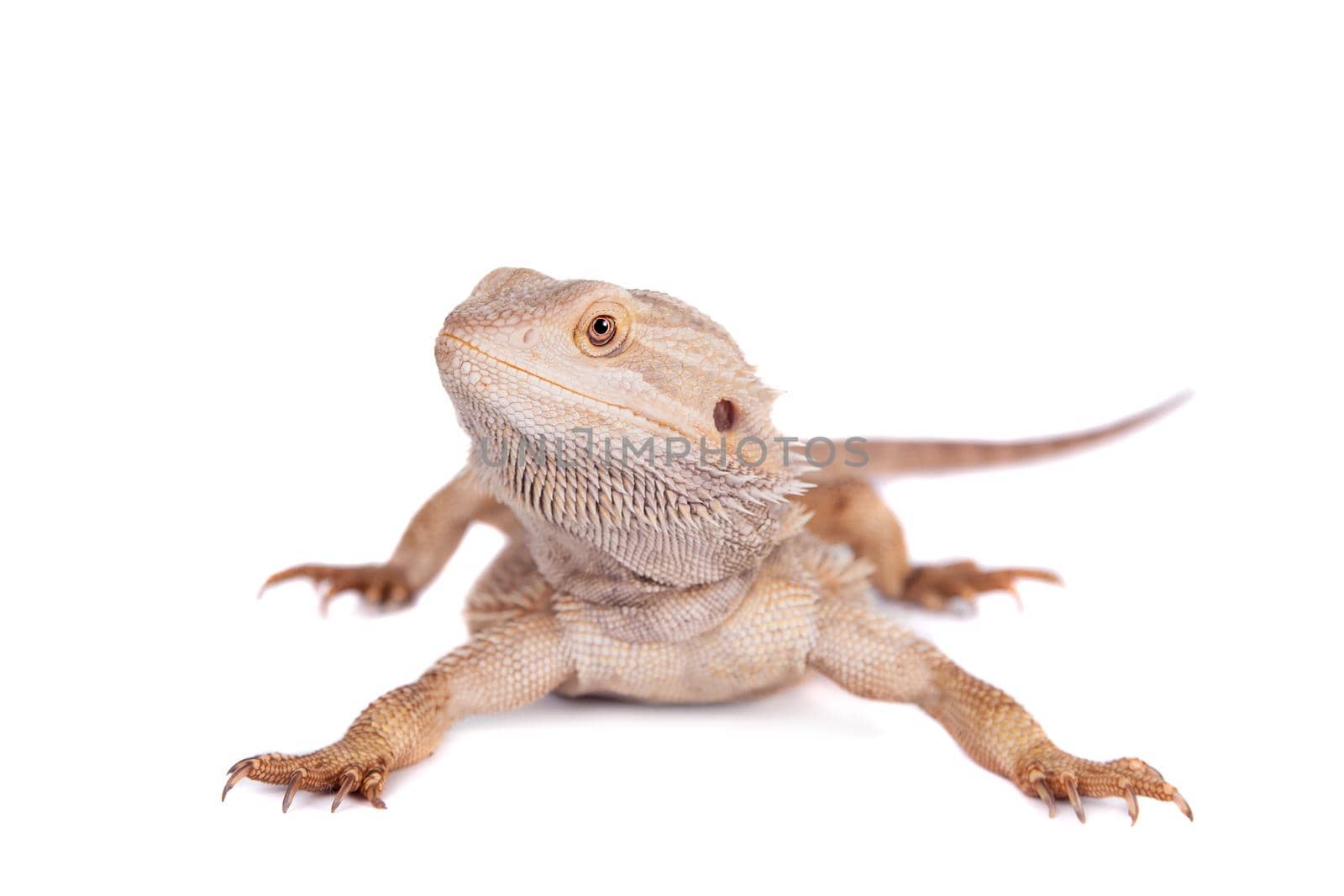 Central Bearded Dragon on white background by RosaJay