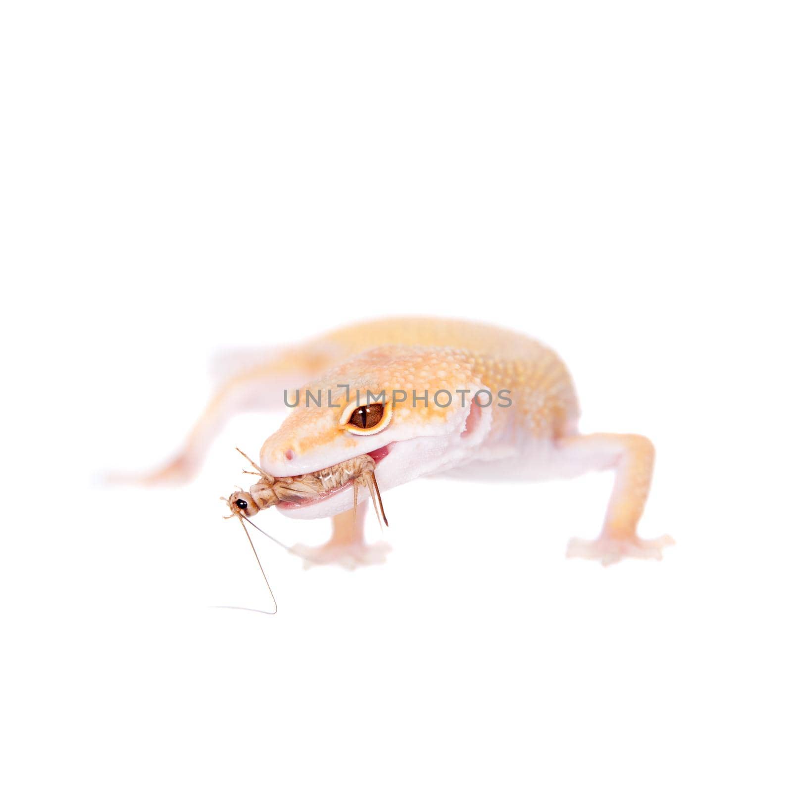 Albino Leopard Gecko on a white background by RosaJay