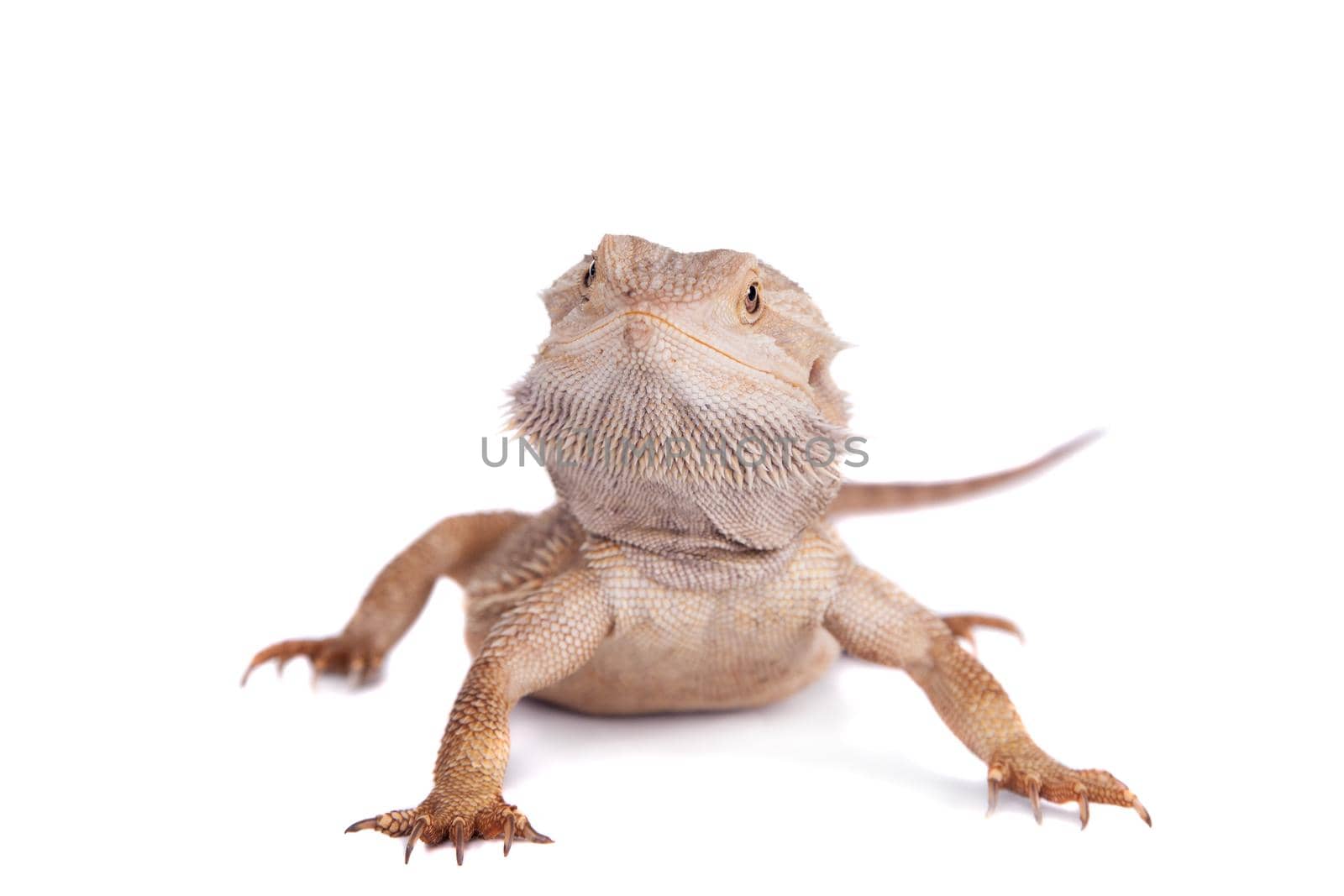 Central Bearded Dragon on white background by RosaJay