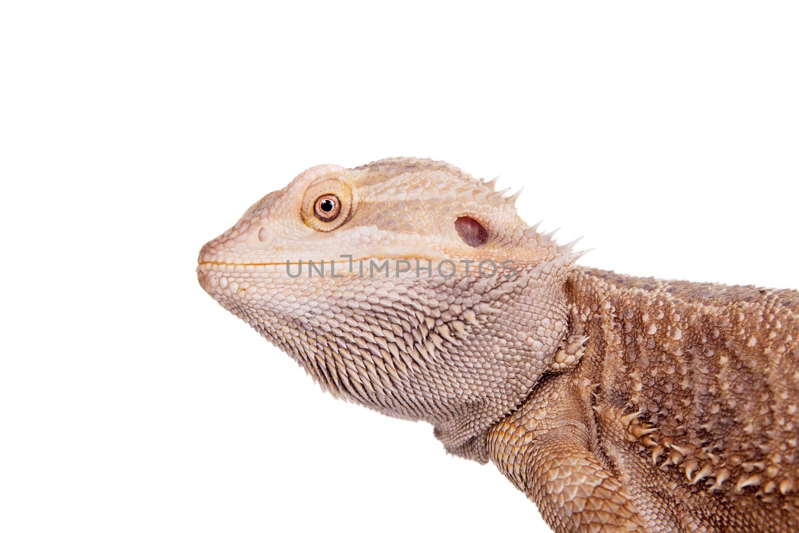 Central Bearded Dragon, Pogona vitticeps, isolated on white background