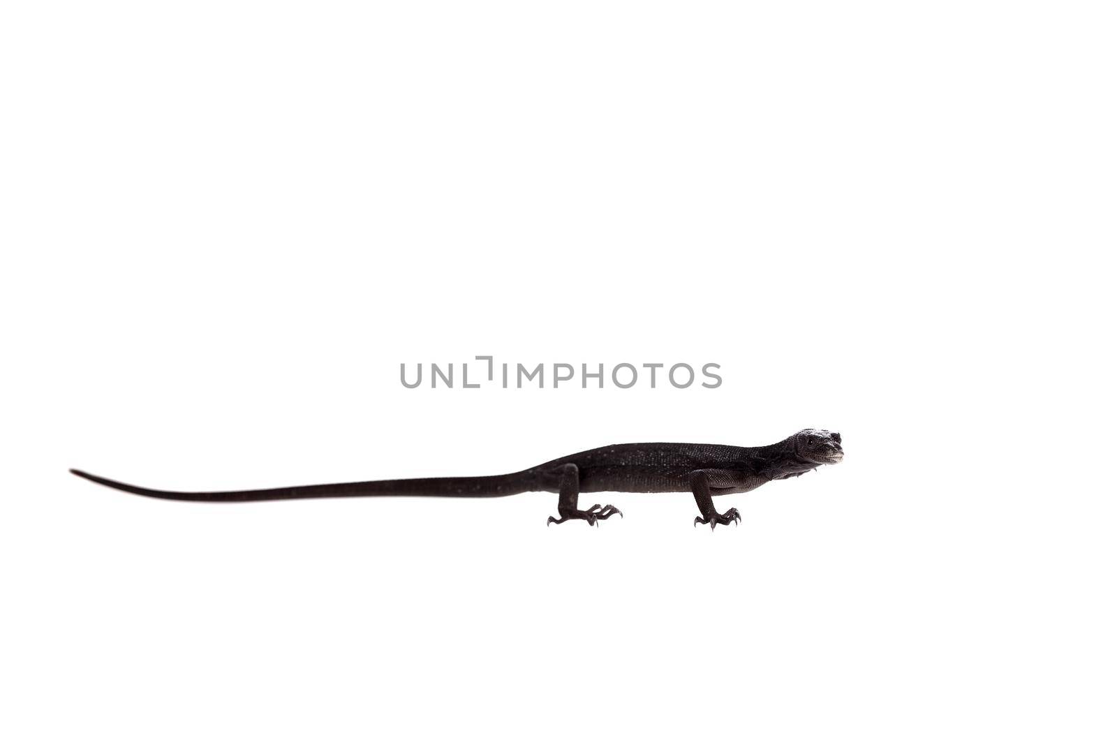 Black tree monitor lizard on white by RosaJay