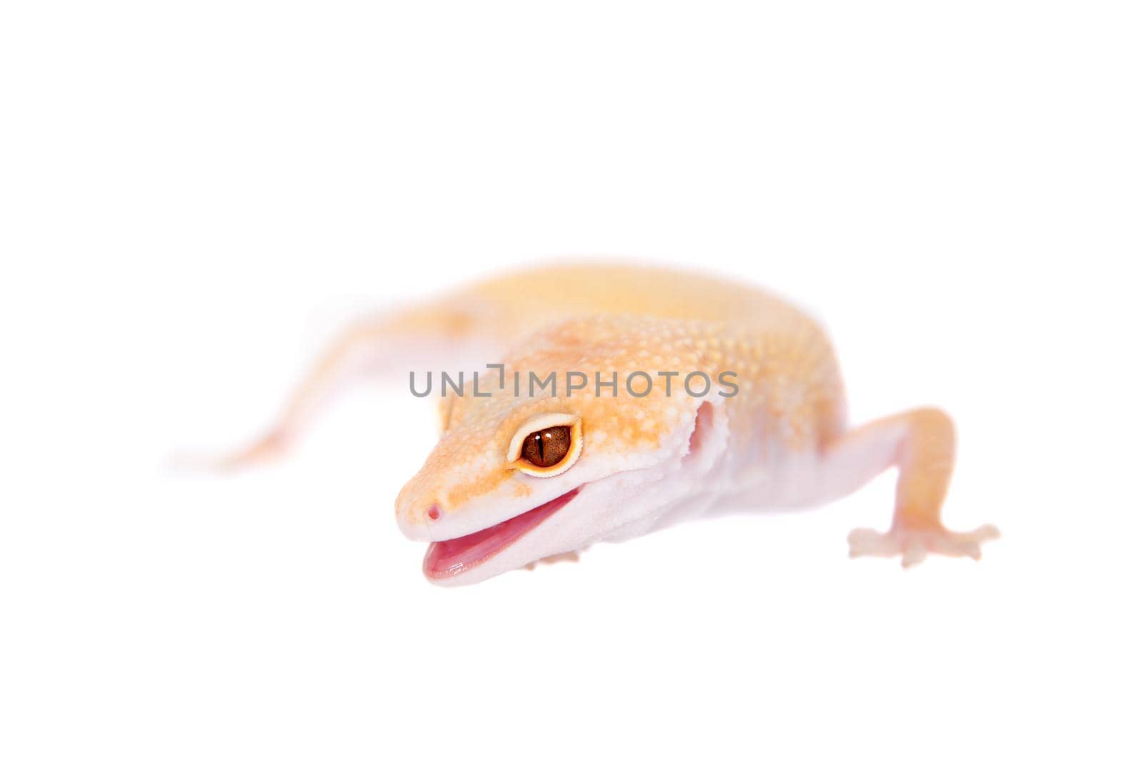 Albino Leopard Gecko on a white background by RosaJay