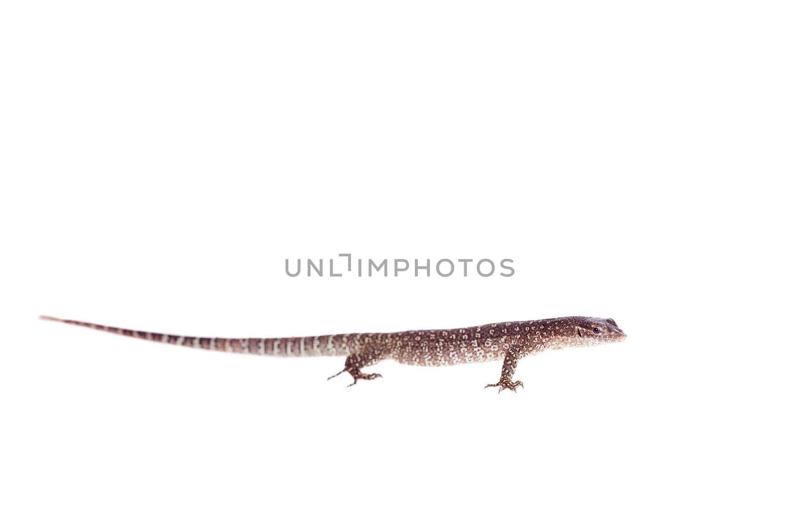 Asian Water Monitor Lizard, Varanus salvator, isolated on white background.